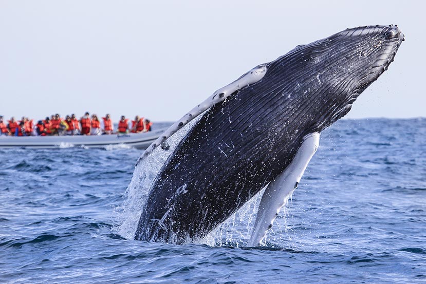 Whale Watching in Los Cabos