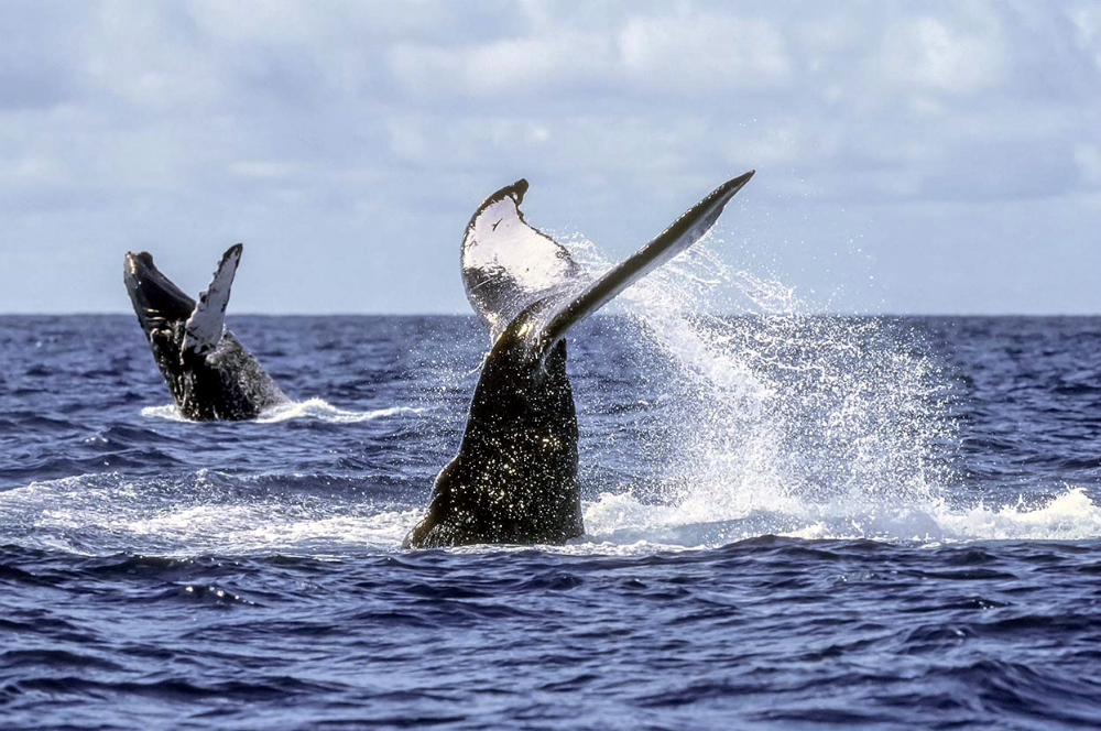 Whale Watching in Los Cabos